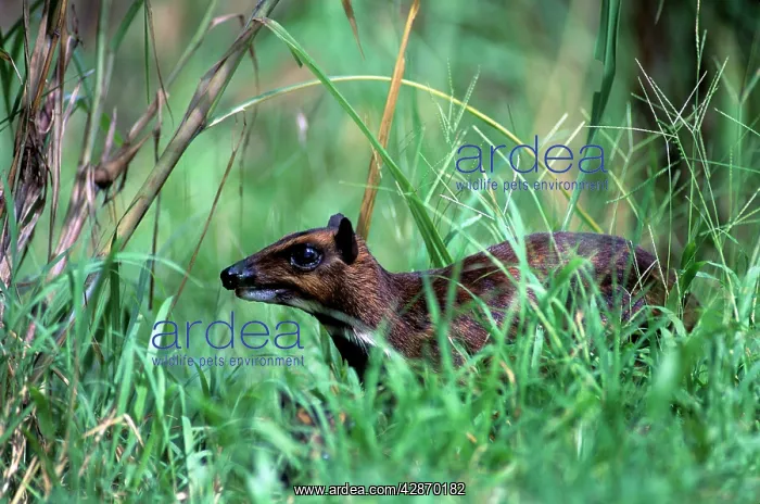 : PHILIPPINES MOUSE DEER : PHILIPPINES MOUSE DEER