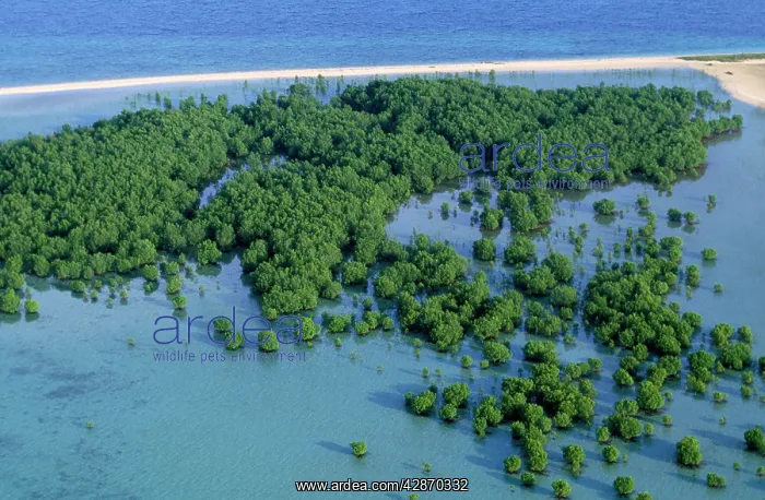 : Philippines - Palawan - mangroves : Philippines - Palawan - mangroves