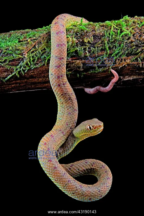 : Philippines Pit Viper (Trimeresurus flavomaculatus) : Philippines Pit Viper (Trimeresurus flavomaculatus)