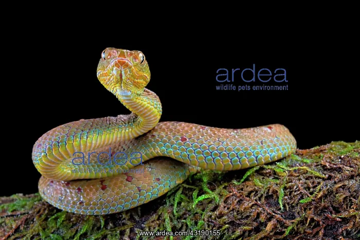 : Philippines Pit Viper (Trimeresurus flavomaculatus) : Philippines Pit Viper (Trimeresurus flavomaculatus)
