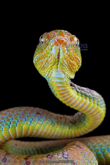 : Philippines Pit Viper (Trimeresurus flavomaculatus) : Philippines Pit Viper (Trimeresurus flavomaculatus)