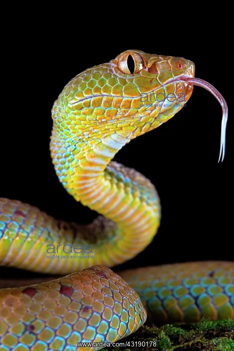 : Philippines Pit Viper (Trimeresurus flavomaculatus) : Philippines Pit Viper (Trimeresurus flavomaculatus)