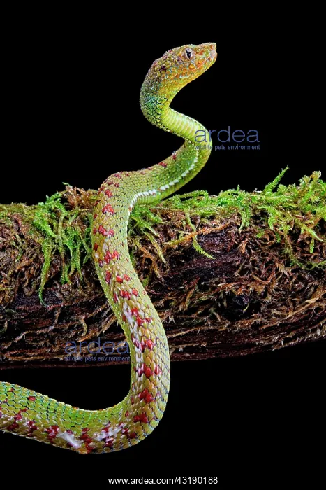 : Philippines Pit Viper (Trimeresurus flavomaculatus) : Philippines Pit Viper (Trimeresurus flavomaculatus)