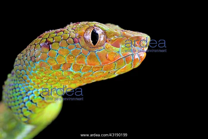 : Philippines Pit Viper (Trimeresurus flavomaculatus) : Philippines Pit Viper (Trimeresurus flavomaculatus)