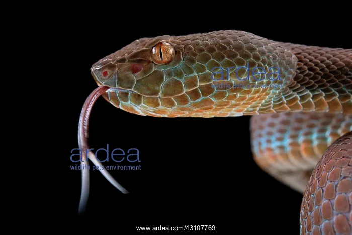 : Philippines PitViper (Trimeresurus flavomaculatus) : Philippines PitViper (Trimeresurus flavomaculatus)
