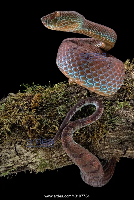 : Philippines PitViper (Trimeresurus flavomaculatus) : Philippines PitViper (Trimeresurus flavomaculatus)