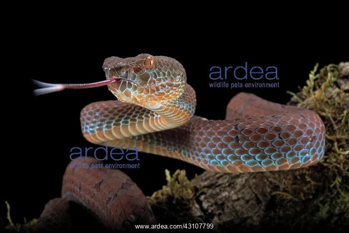 : Philippines PitViper (Trimeresurus flavomaculatus) : Philippines PitViper (Trimeresurus flavomaculatus)