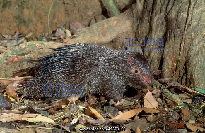 : Philippines Porcupine : Philippines Porcupine