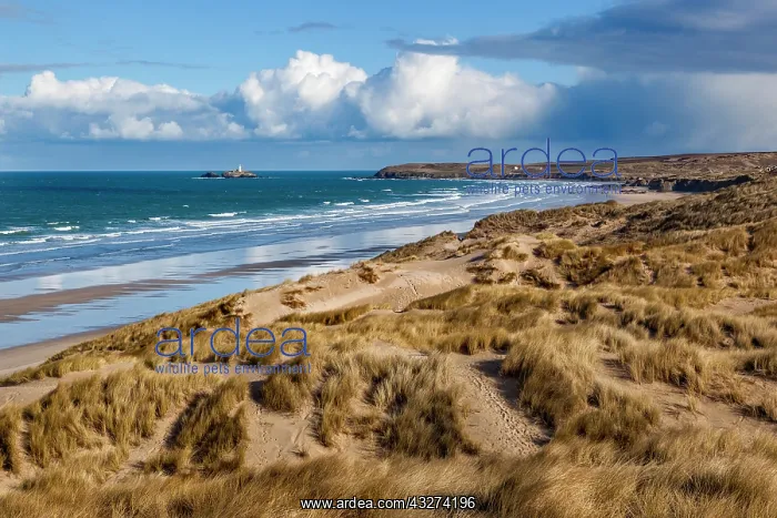 : Phillack Towans and Godrevy - Cornwall - UK : Phillack Towans and Godrevy - Cornwall - UK
