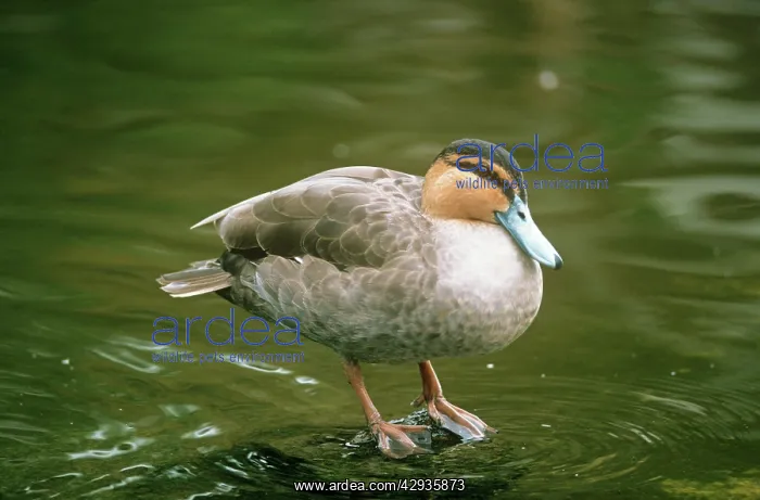  : Phillipine Duck