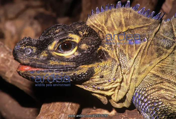 : Phillipine Sailfin Lizard : Phillipine Sailfin Lizard