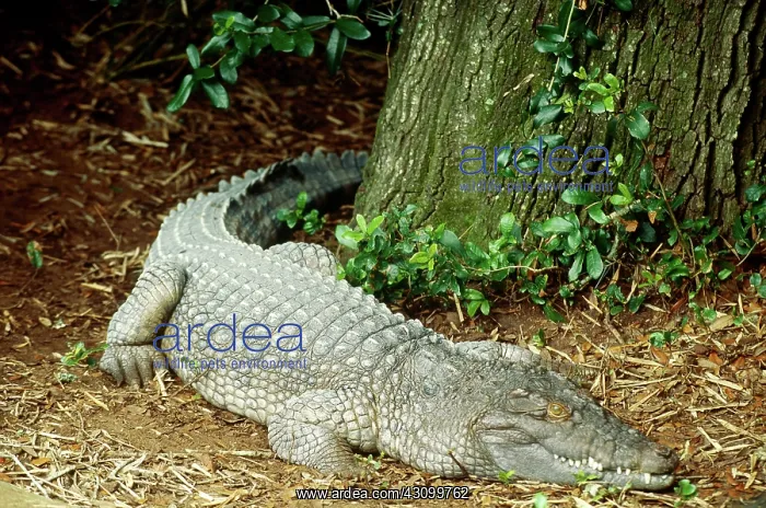 : Phillippine crocodile : Phillippine crocodile