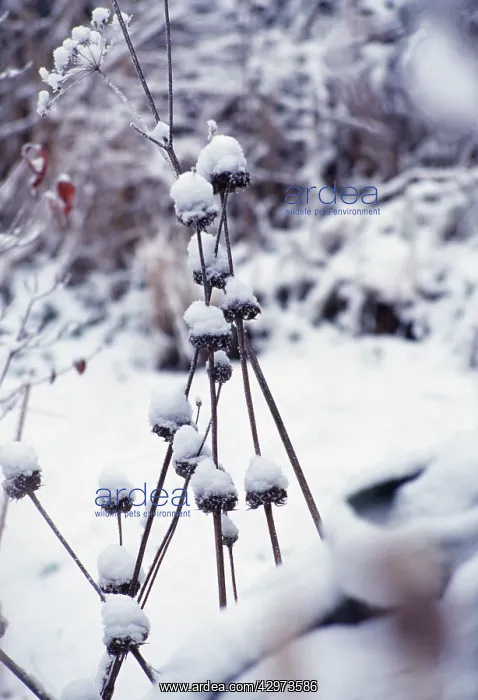 : Phlomis, Phlomis russeliana : Phlomis, Phlomis russeliana