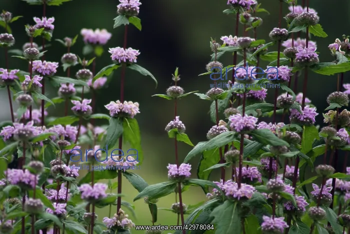 : Phlomis, Phlomos tuberosa Amazon : Phlomis, Phlomos tuberosa Amazon