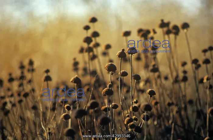: Phlomis, Phlomis russeliana : Phlomis, Phlomis russeliana