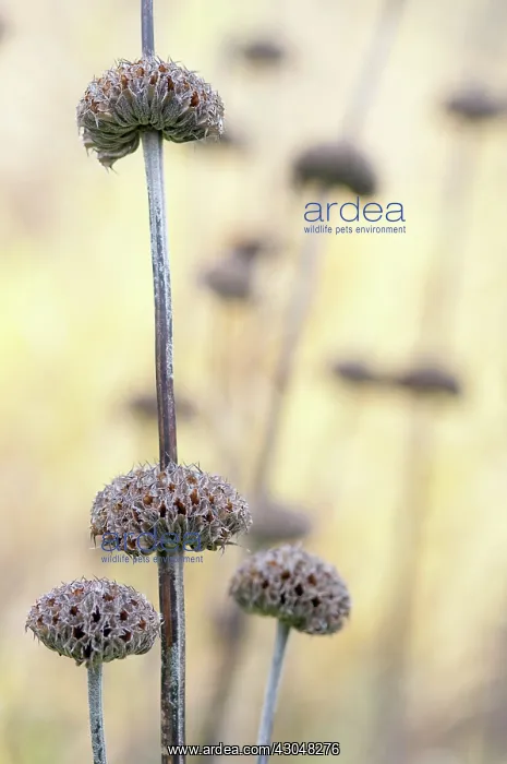 : Phlomis, Phlomis russeliana : Phlomis, Phlomis russeliana