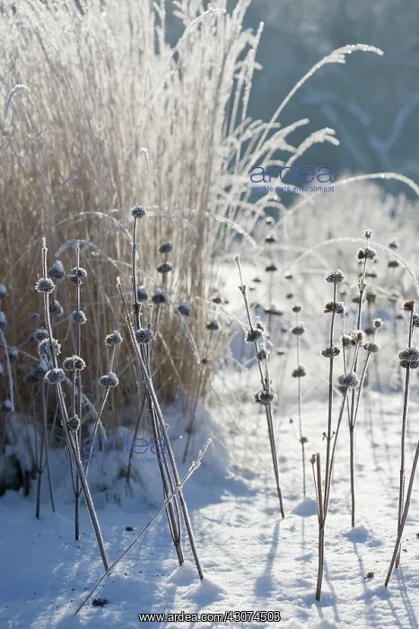 : Phlomis, Phlomis russeliana : Phlomis, Phlomis russeliana