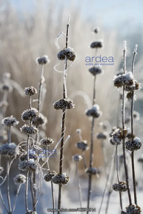 : Phlomis, Phlomis russeliana : Phlomis, Phlomis russeliana