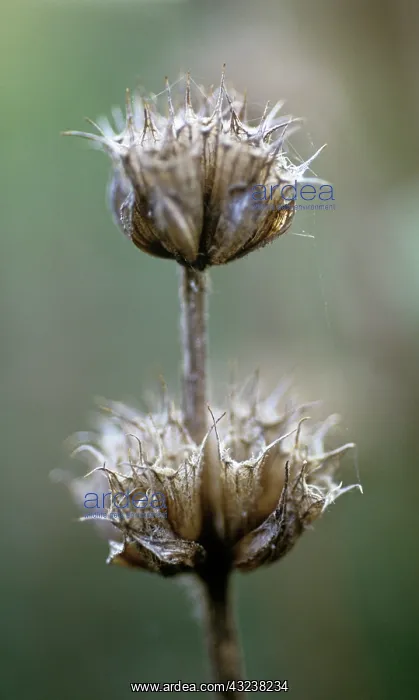 : Phlomis, Phlomis tuberosa : Phlomis, Phlomis tuberosa