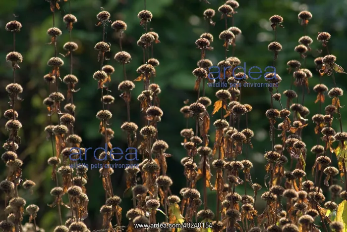 : Phlomis, Phlomis russeliana : Phlomis, Phlomis russeliana