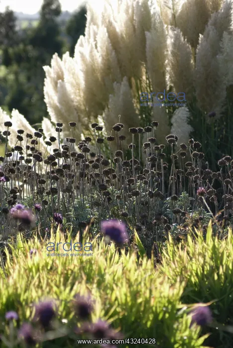 : Phlomis, Phlomis russeliana : Phlomis, Phlomis russeliana