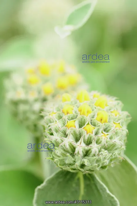 : Phlomis russeliana, Phlomis, Yellow, Green, Perennial, Unusu : Phlomis russeliana, Phlomis, Yellow, Green, Perennial, Unusu