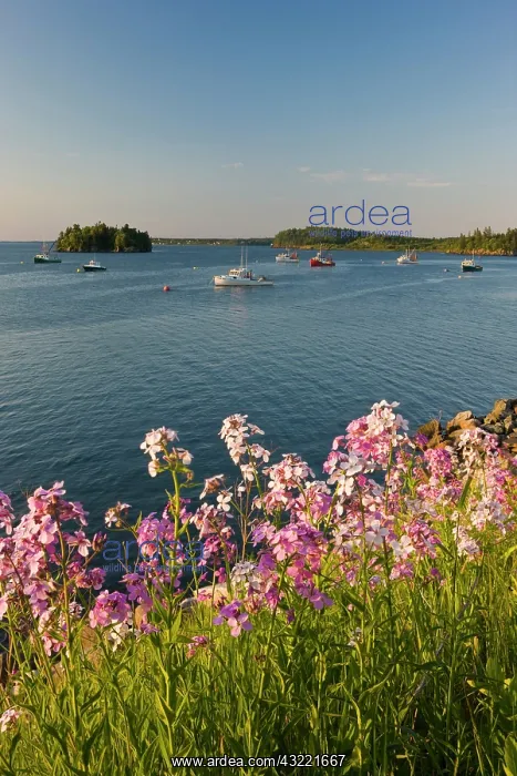 : Phlox bloom on the shoreline of the harbor : Phlox bloom on the shoreline of the harbor