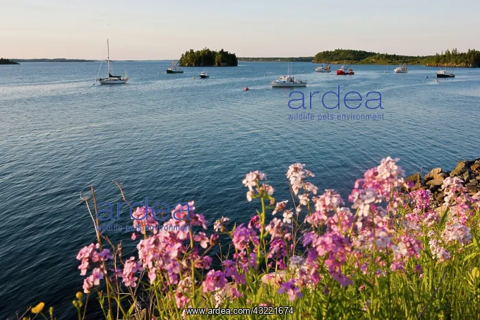  : Phlox bloom on the shoreline of the harbor