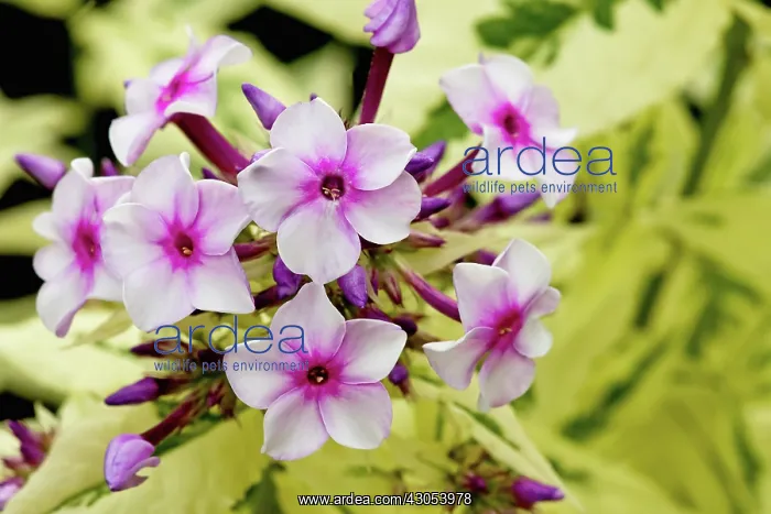 : Phlox. Cluster of pale pink flowers with darker pink at centre : Phlox. Cluster of pale pink flowers with darker pink at centre