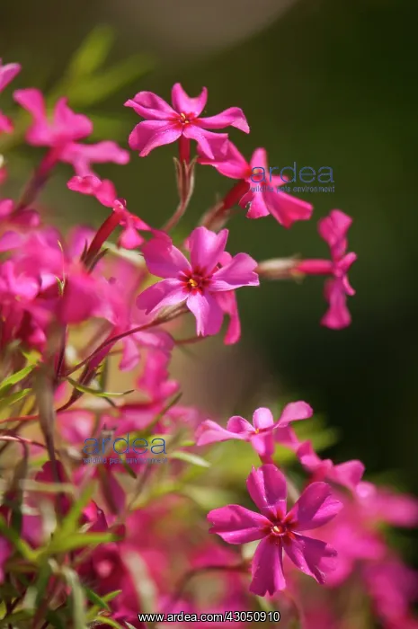  : Phlox, creeping phlox, Phlox subulata Red wings