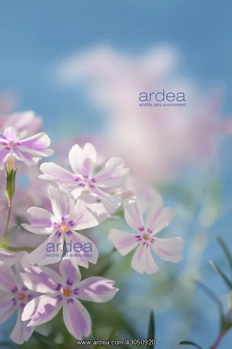 : Phlox, creeping phlox, Phlox subulata Red wings : Phlox, creeping phlox, Phlox subulata Red wings