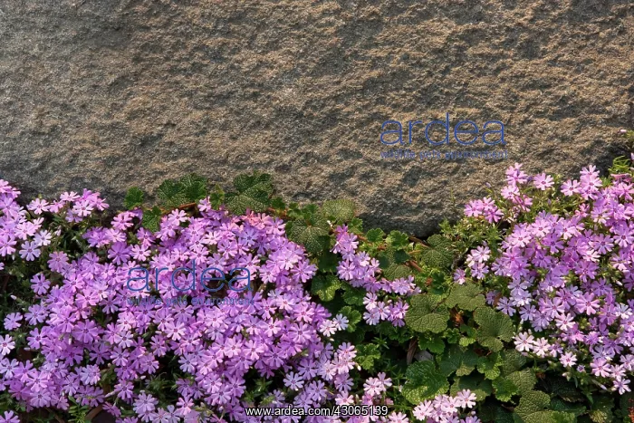 : Phlox and Granite : Phlox and Granite