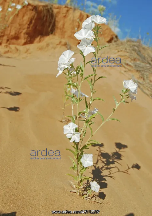 : Phlox Heliotrope : Phlox Heliotrope