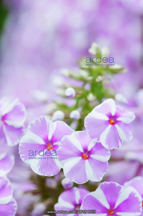 : Phlox, Meadow phlox, Phlox maculata Natascha : Phlox, Meadow phlox, Phlox maculata Natascha