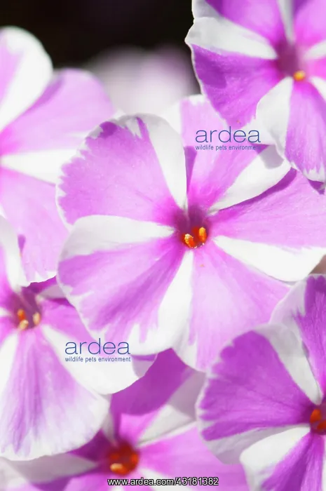 : Phlox, Meadow phlox, Phlox maculata Natascha : Phlox, Meadow phlox, Phlox maculata Natascha