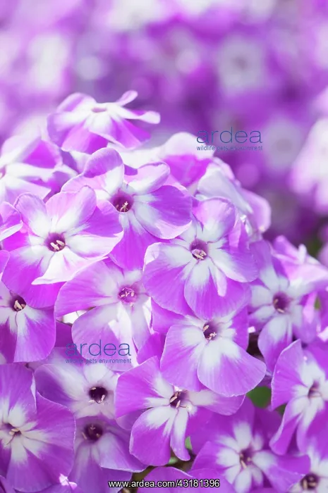 : Phlox, Perennial phlox, Phlox paniculata Prospero : Phlox, Perennial phlox, Phlox paniculata Prospero