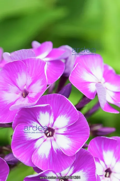 : Phlox, Perennial phlox, Phlox paniculata Uspekh : Phlox, Perennial phlox, Phlox paniculata Uspekh