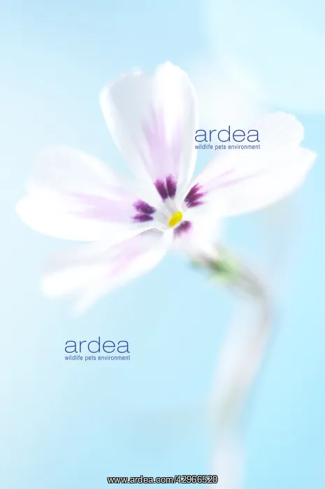 : Phlox, Phlox : Phlox, Phlox