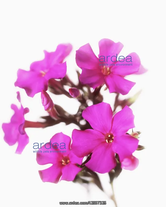  : Phlox. Phlox