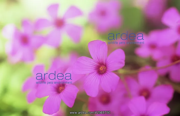 : Phlox, Phlox douglasii Crackerjack : Phlox, Phlox douglasii Crackerjack