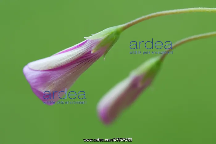 : Phlox, Phlox douglasii Crackerjack : Phlox, Phlox douglasii Crackerjack