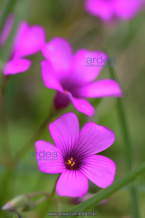 : Phlox, Phlox douglasii Crackerjack : Phlox, Phlox douglasii Crackerjack