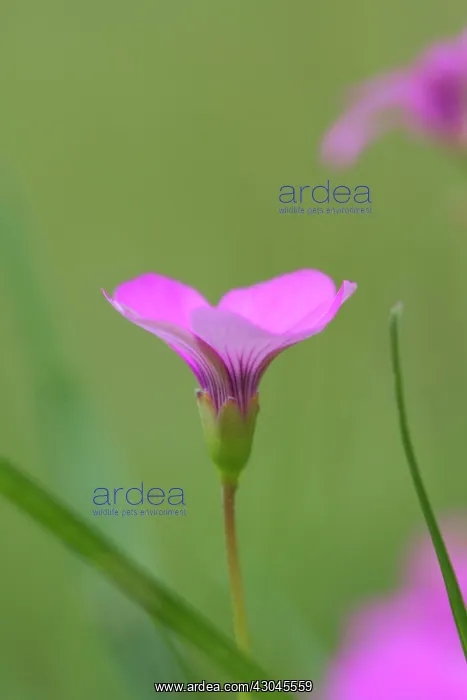 : Phlox, Phlox douglasii Crackerjack : Phlox, Phlox douglasii Crackerjack