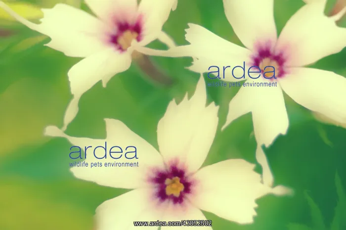 : Phlox, Phlox drummondii : Phlox, Phlox drummondii