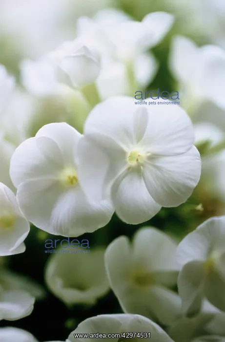 : Phlox, Phlox paniculata : Phlox, Phlox paniculata