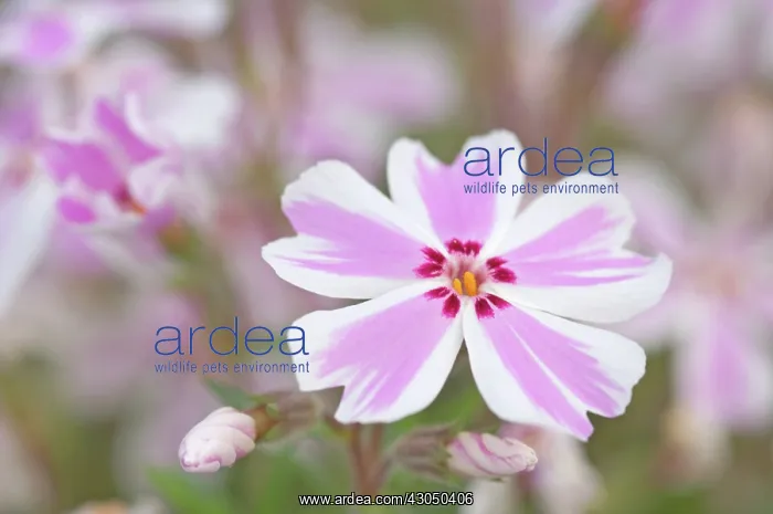 : Phlox, Phlox subulata tamaongalei : Phlox, Phlox subulata tamaongalei