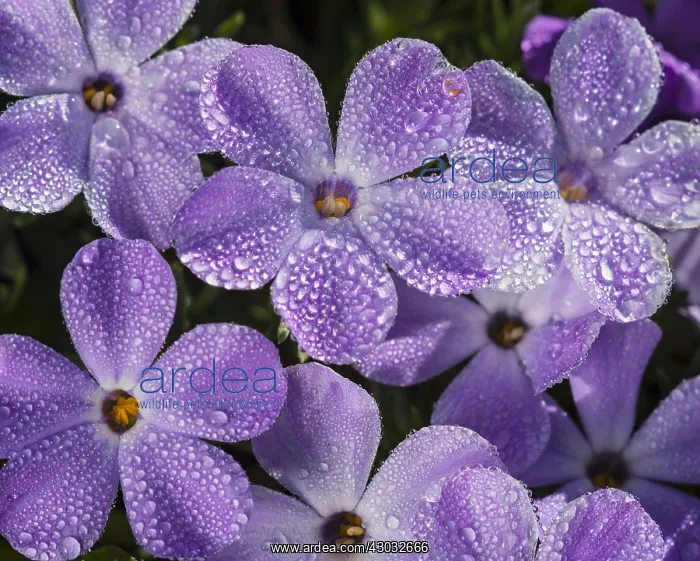 : Phlox or spreading phlox (phlox diffusa) covered : Phlox or spreading phlox (phlox diffusa) covered