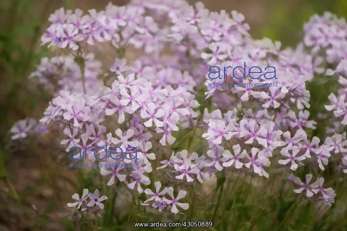 : Phlox, trailing phlox, Phlox nivalis : Phlox, trailing phlox, Phlox nivalis