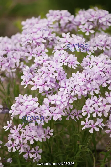 : Phlox, trailing phlox, Phlox nivalis : Phlox, trailing phlox, Phlox nivalis