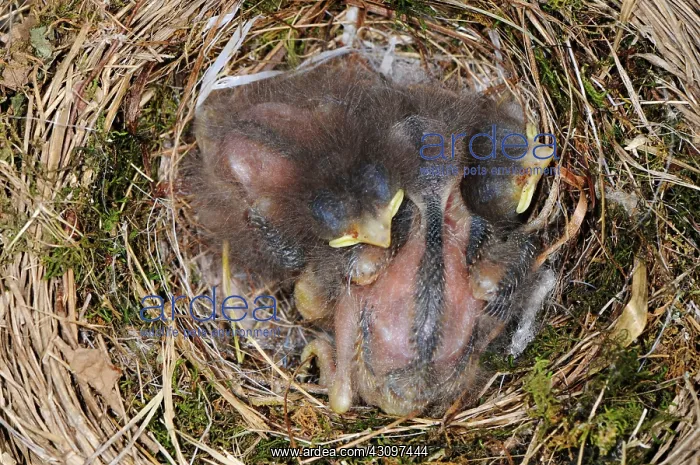 : Phoebe Nestlings : Phoebe Nestlings